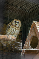 The tawny owl (Strix aluco) in the aviary.