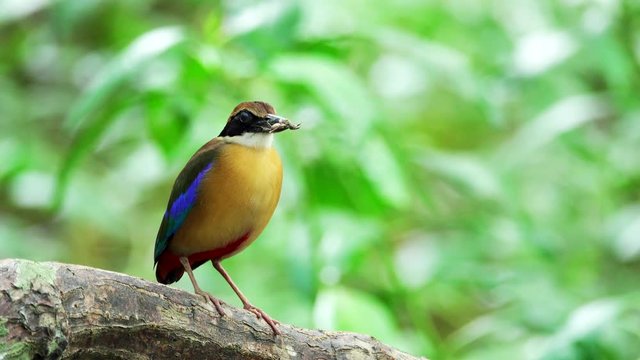 Pitta in the wild with natural blurred background,over shoulder shot. Mangrove pitta bird perching on Rhizophora branch with crab in beak for feeding their new born babies in breeding season ,4K video