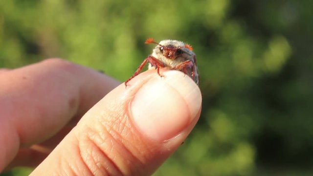 funny maybugs chafer creeping by the hand