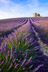 Naklejka na ściany i meble Lavender Provence