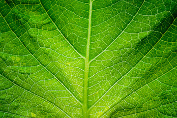 Naklejka na ściany i meble green leaf texture background closeup