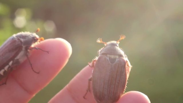 funny maybugs chafer creeping by the hand