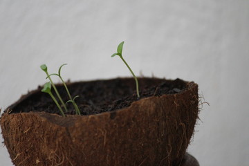 Reuse coconut shell used to grow plants