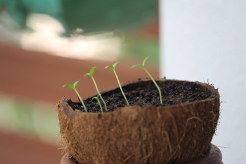 Reused coconut shell used to grow plants