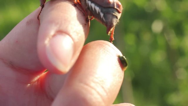 funny maybugs chafer creeping by the hand