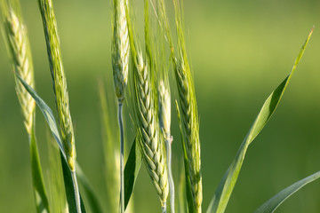 Green wheat on agriculture field in the spring