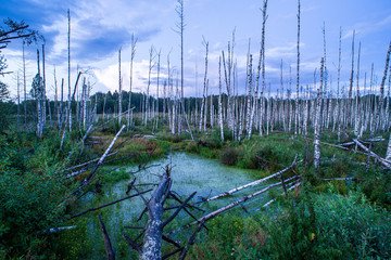 Obraz premium tree tops in forest growing to the blue sky