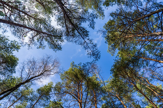 tree tops in forest growing to the blue sky