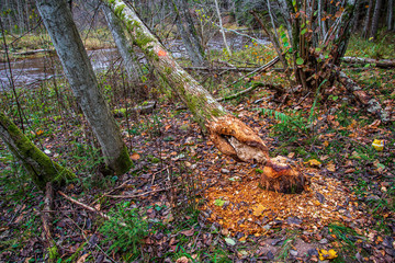 dry old tree trunk stomp in nature