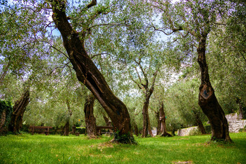 old olive park