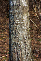 dry old tree trunk stomp in nature