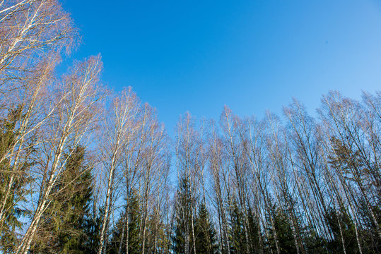 tree tops in forest growing to the blue sky