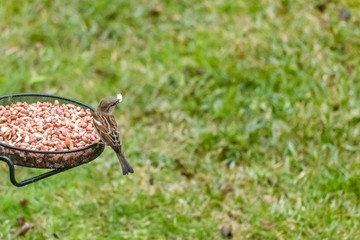 bird on feeder