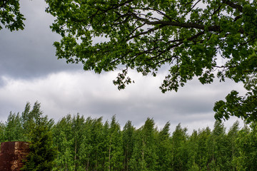 tree tops in forest growing to the blue sky