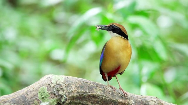 Pitta in the wild with natural blurred background,over shoulder shot. Mangrove pitta bird perching on Rhizophora branch with crab in beak for feeding their new born babies in breeding season ,4K video