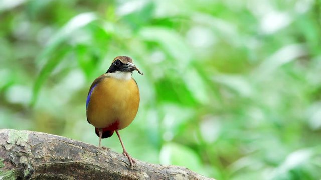Pitta in the wild with natural blurred background,over shoulder shot. Mangrove pitta bird perching on Rhizophora branch with crab in beak and shaking wings ,4K video. 