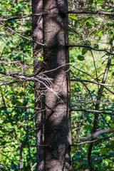 dry old tree trunk stomp in nature
