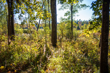 sunny autumn forest with large tree trunks