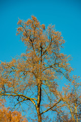 Fototapeta premium tree tops in forest growing to the blue sky