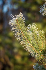 tree tops in forest growing to the blue sky
