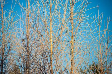 tree tops in forest growing to the blue sky