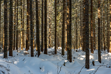 Fototapeta premium frost snowy forest trees in sunny day in winter
