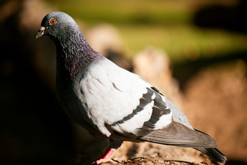 Feral Pigeon