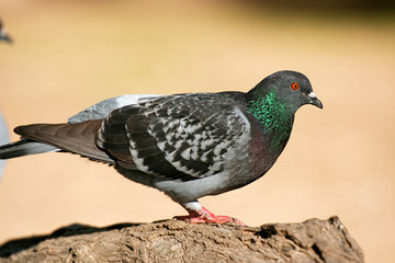 Feral Pigeon
