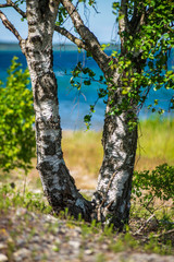 tree tops in forest growing to the blue sky