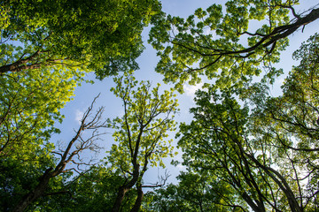 tree tops in forest growing to the blue sky