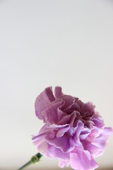 purple carnation flower on grey background, vertical close-up