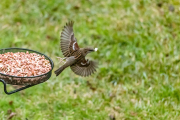bird on feeder