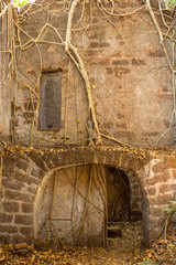 arch in the old gray wall of the ruined house of an abandoned fortress overgrown with banyan trees