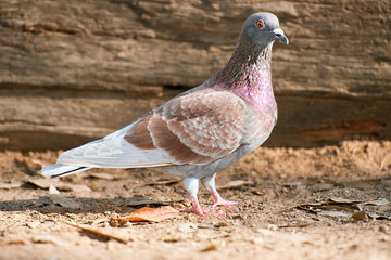 Feral Pigeon