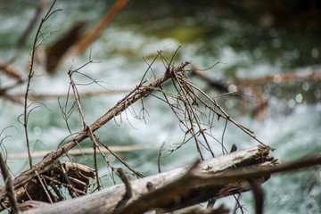 dry old tree trunk stomp in nature