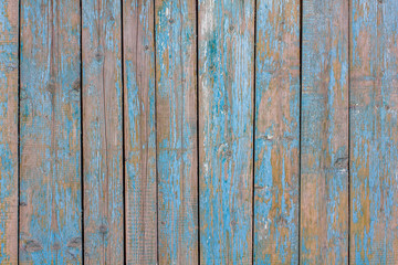 Fototapeta na wymiar gray yellow old fence wall of wooden planks with blue peeling paint and cracks. vertical lines. rough surface texture