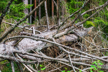 dry old tree trunk stomp in nature