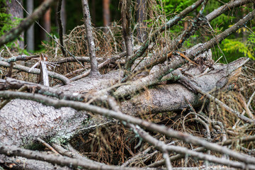 dry old tree trunk stomp in nature