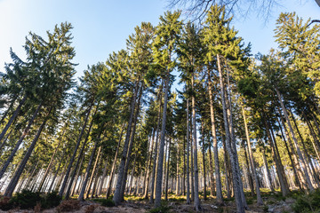 Pine trees in Owl Mountains Landscape Park, protected area in Lower Silesia Province of Poland