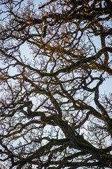 tree tops in forest growing to the blue sky
