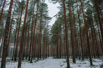 frost snowy forest trees in sunny day in winter