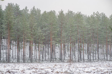 Fototapeta premium frost snowy forest trees in sunny day in winter