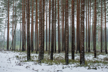 frost snowy forest trees in sunny day in winter