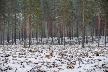 frost snowy forest trees in sunny day in winter