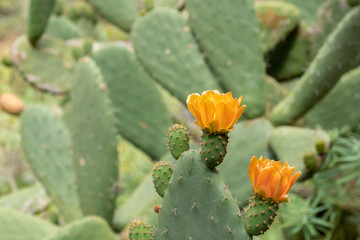 Opuntia ficus-indica - Kaktusfeige