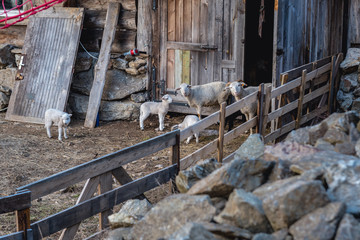 Sheep pen in Jugow village located in Owl Mountains Landscape Park, protected area in Lower Silesia Province of Poland