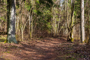 dry old tree trunk stomp in nature