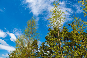 tree branches and leaves on blur background. abstract texture
