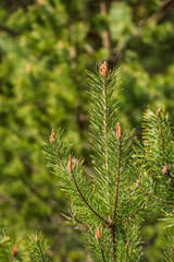 tree branches and leaves on blur background. abstract texture