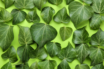 Fototapeta na wymiar Abstract summer composition of beautiful green ivy leaves on a bright green background. top view.
